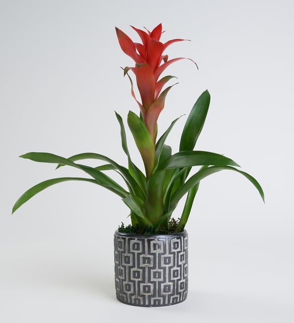 Kırmızı Guzmania Siyah Saksıda