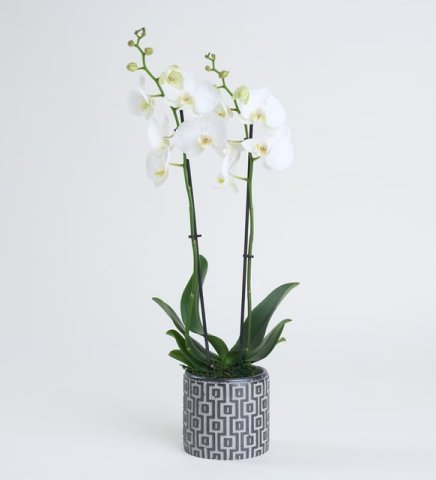 Beyaz Çift Dal Desenli Saksıda Phalanopsis Orkide