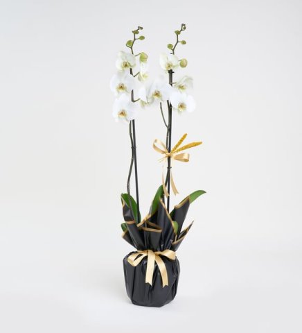 Beyaz Çift Dal Phalanopsis Orkide