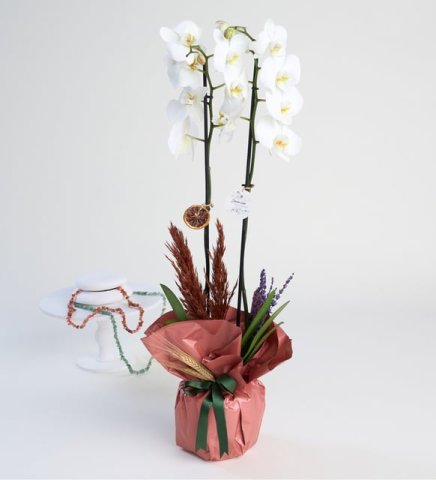 Beyaz Çift Dal Phalanopsis Orkide Somon Kağıtta