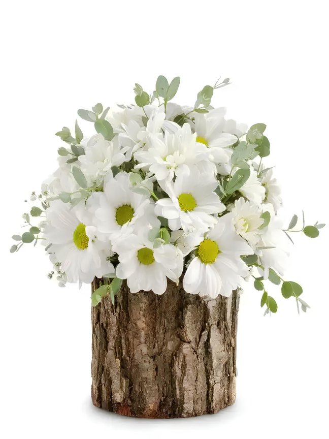 Gerçek Kütük İçinde Papatyalar