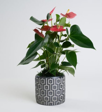 Kırmızı Antoryum Saksı Çiçeği Siya Saksıda