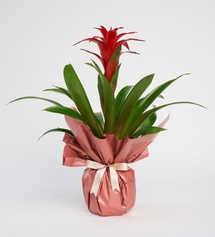 Kırmızı Guzmania Pembe Kağıtlı Saksıda