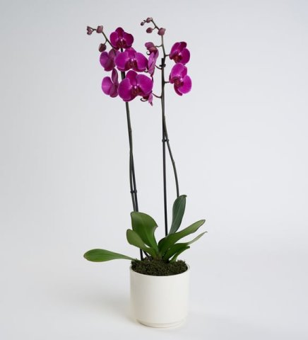 Mor Çift Dal Phalanopsis Orkide Beyaz Seramik Saksıda