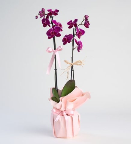 Mor Çift Dal Phalanopsis Orkide Pembe Kağıtta